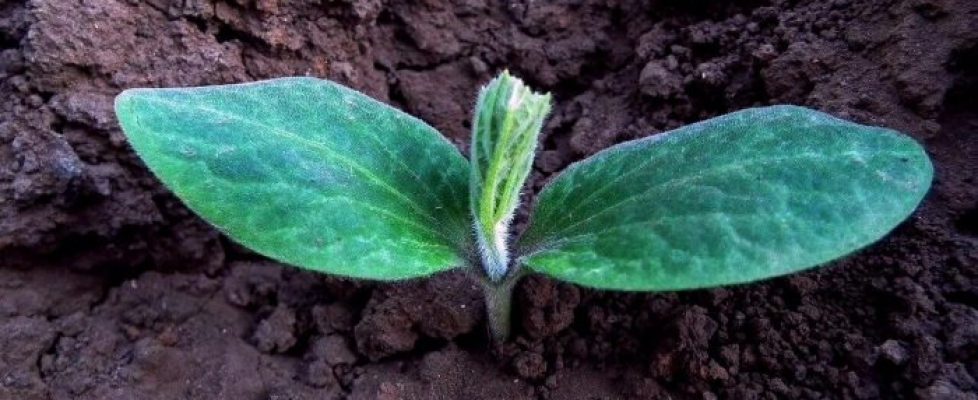 How to Create Your First Garden This Spring